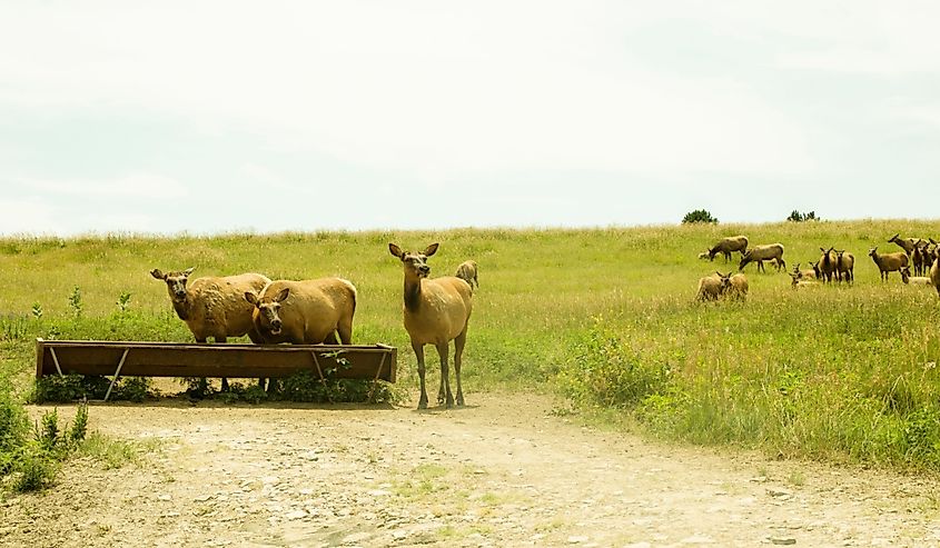 Elk in the Wildlife Safari Park near Omaha.