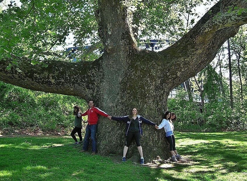 Sycamore tree located in Simsbury, Connecticut.