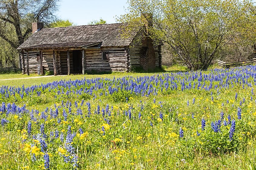 Spring wildflowers at the San Felipe de Austin historic site in Texas