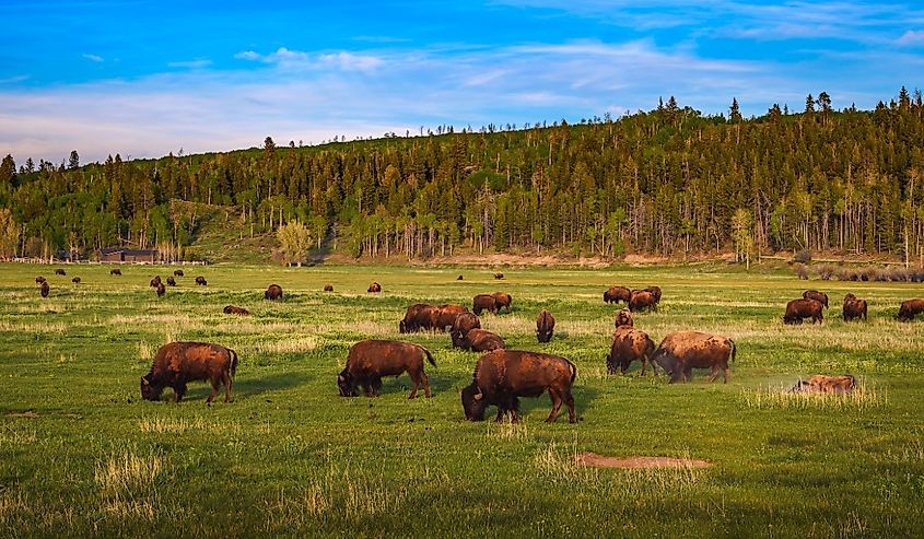 Bison herd grazing in a meadow in Grand Teton National Park, Wyoming