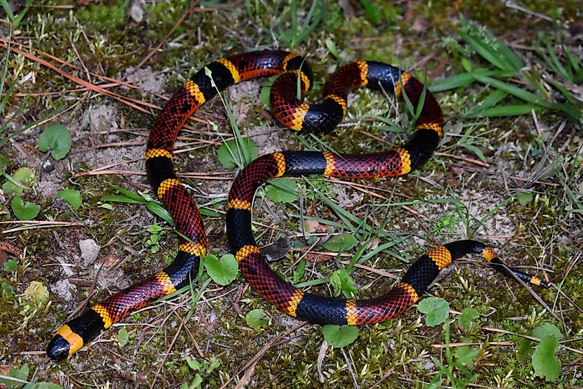 Texas Coral Snake (Micrurus tener), featuring bright red, yellow, and black bands encircling its body.