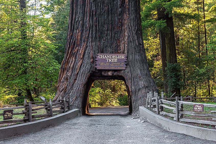 Chandelier Drive-Through Tree, Leggett, Northern Californi