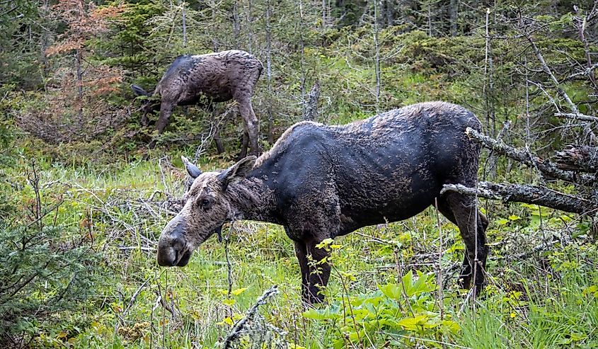 A female moose stands in the foliage with her calf behind her at Isle Royale National Park in Michigan