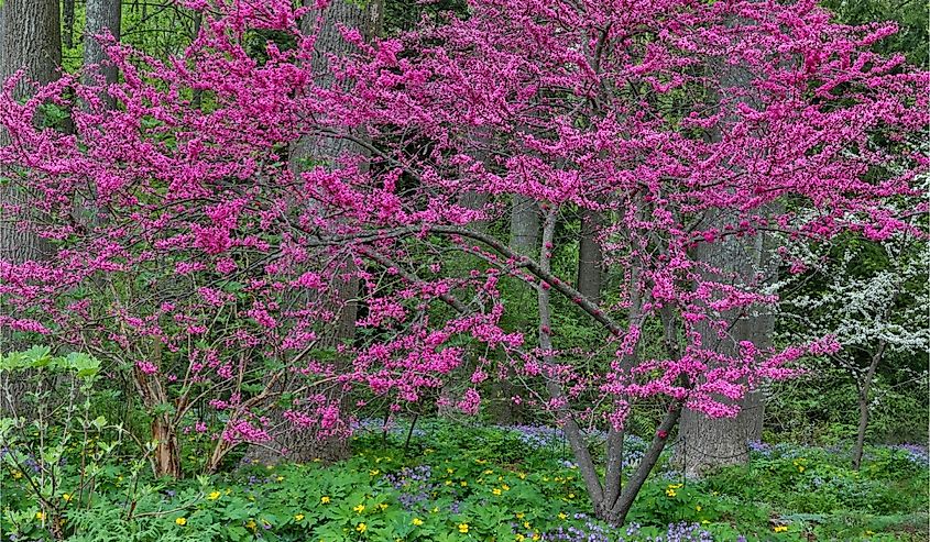 Redbud tree in full bloom, Mt. Cuba Center, Hockessin, Delaware