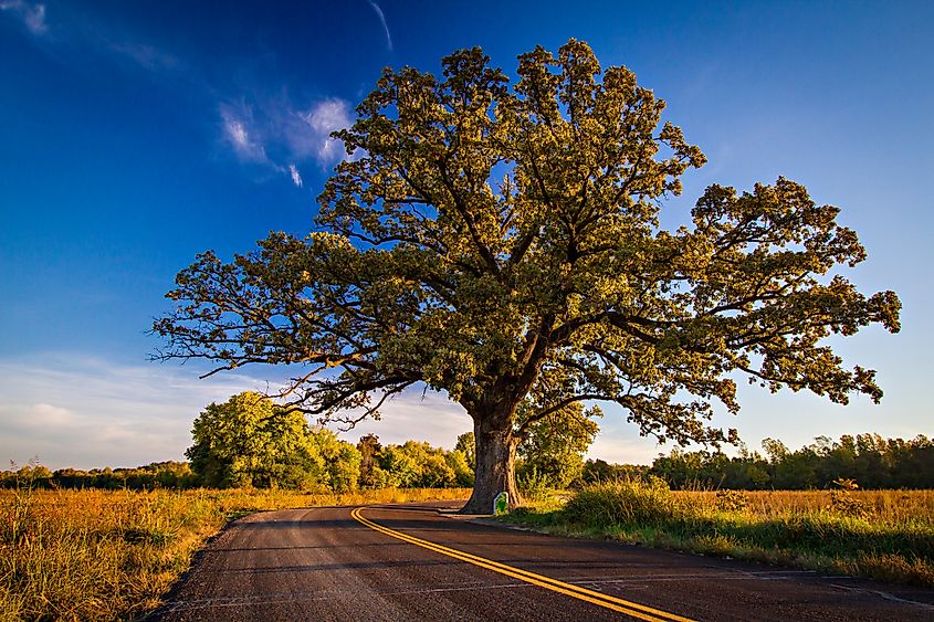 The McBaine Bur Oak is a national champion tree located in the Missouri River.