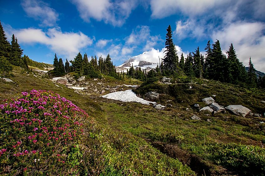 One of the meadows in Spray Park, a portion of Mount Rainier's northwestern face the Wonderland Trail passes through. 