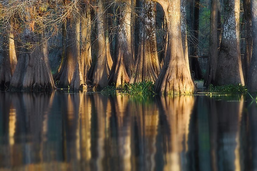 A mesmerizing landscape with trees reflected in the water in Great Cypress Swamps, USA.