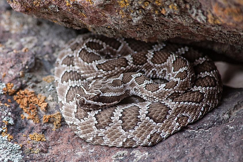 Great Basin rattlesnake