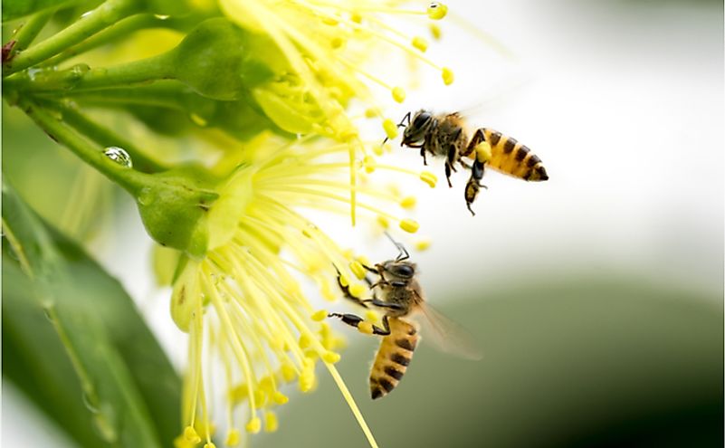 10 Interesting Facts About Honey Bees - WorldAtlas