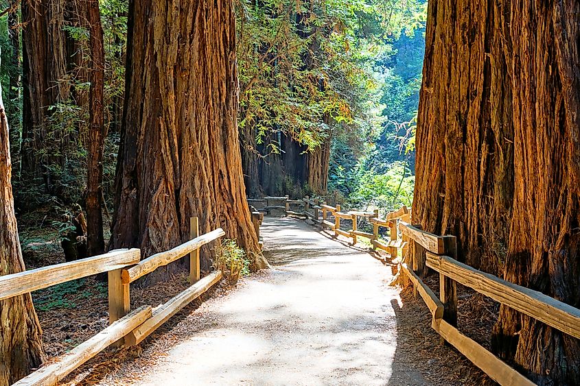 Redwood forest with a wooden boardwalk at Muir Woods National Monument, California