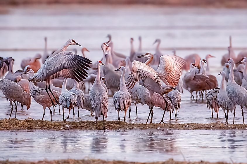 Sandhill cranes performing mating dance in a wetland in Nebraska.