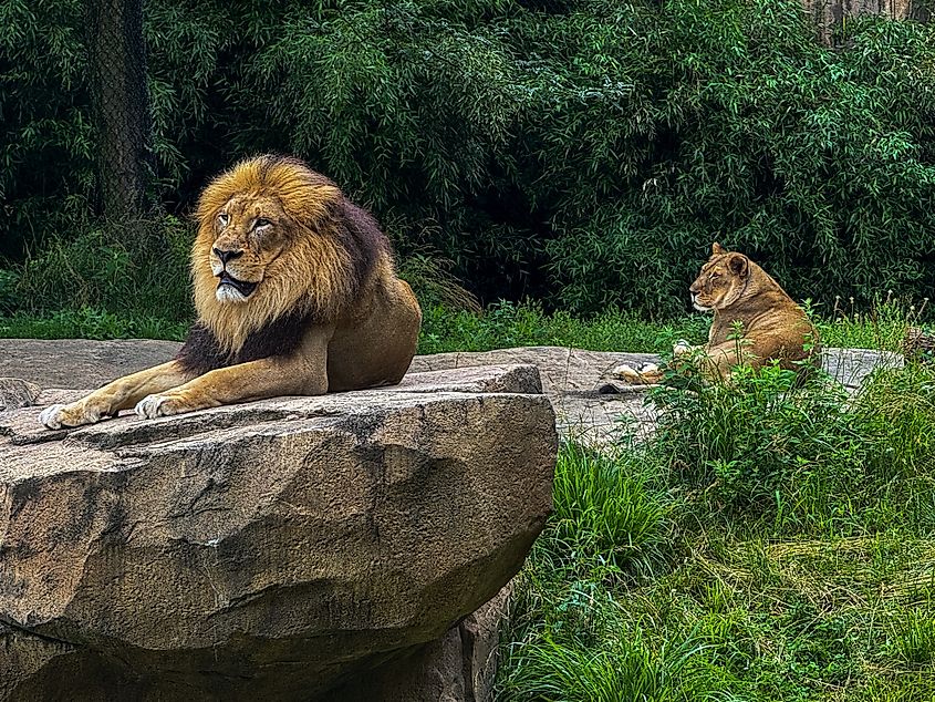 Big cats at Cincinnati Zoo.