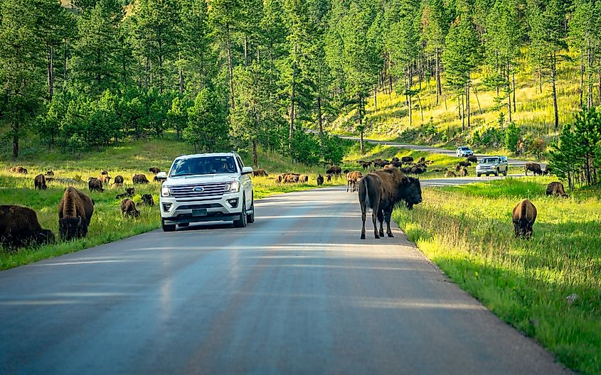 Custer State Park, South Dakota