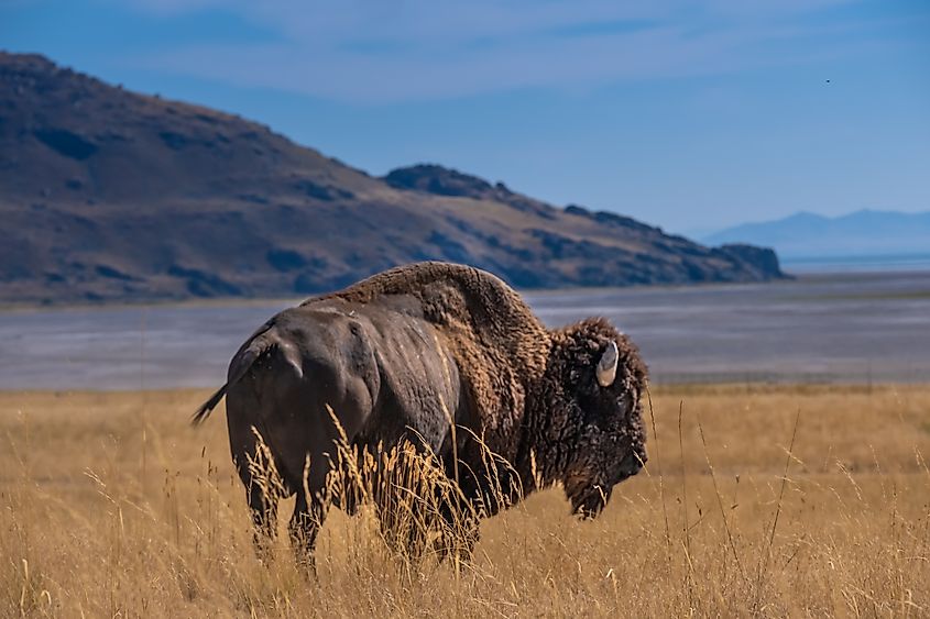 Wild American buffalo (Bison) on the grasslands of Antelope Island, Great Salt Lake, Utah, USA.