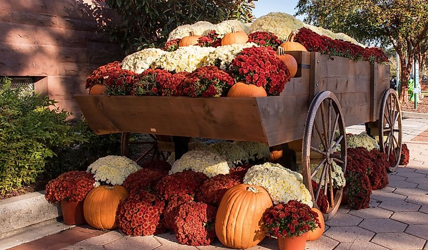 A wagon full of Chrysanthemums and Pumpkins decorate the street in downtown New Bern, North Carolina during the festival of Mumfest