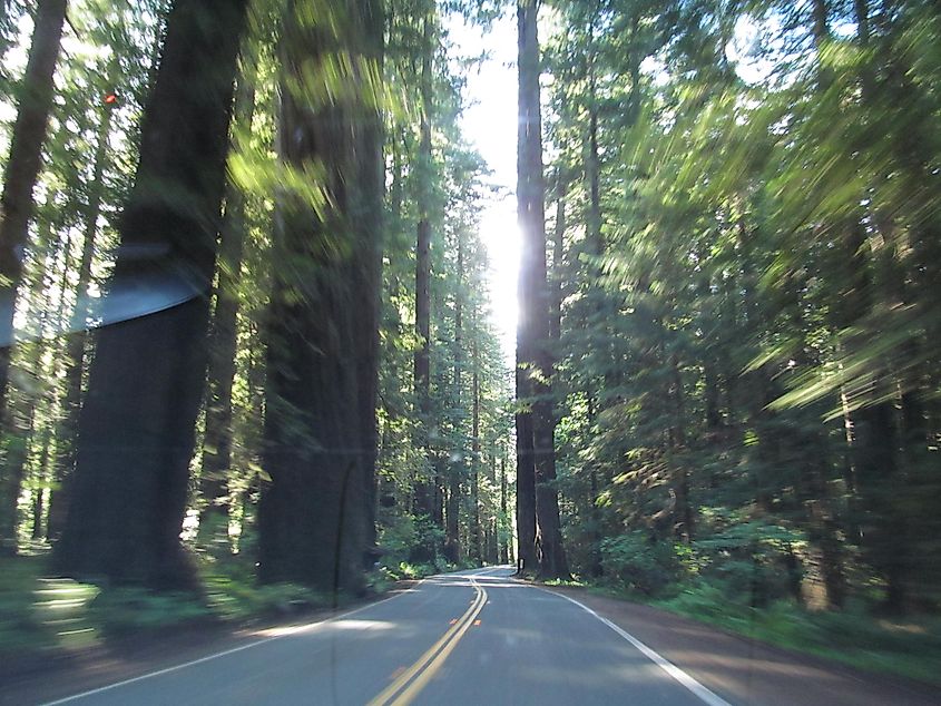 Avenue of the Giants