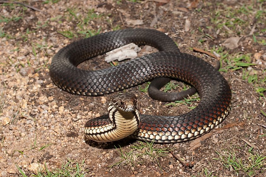 Highlands Copperhead snake in defense posture