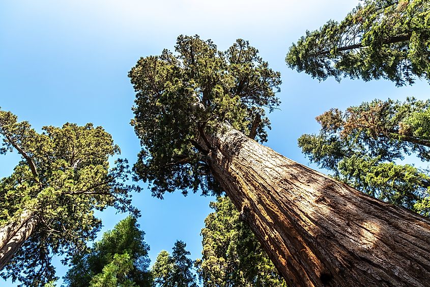General Sherman Tree in Sequoia National Park.