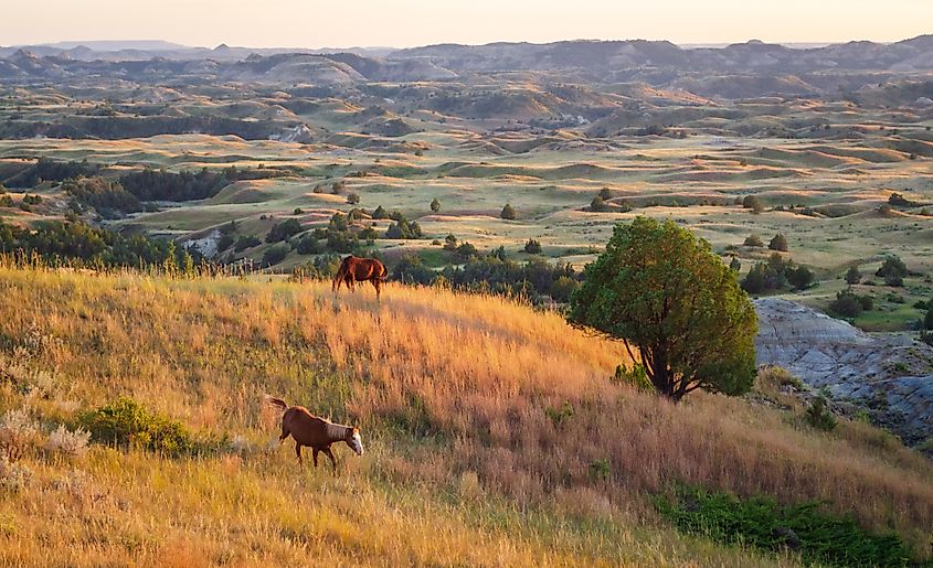 Wild horses at the Theodore Roosevelt National Park.