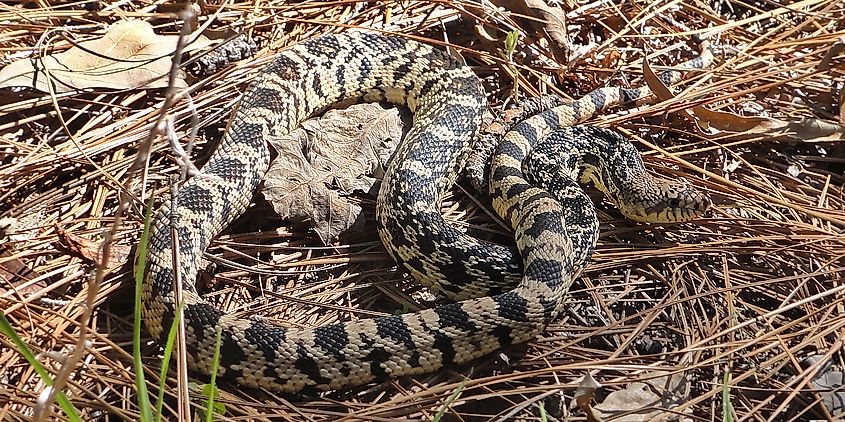 A Louisiana pinesnake on the forest floor.