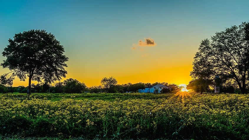 Field of wildflowers in Fulshear, Texas.