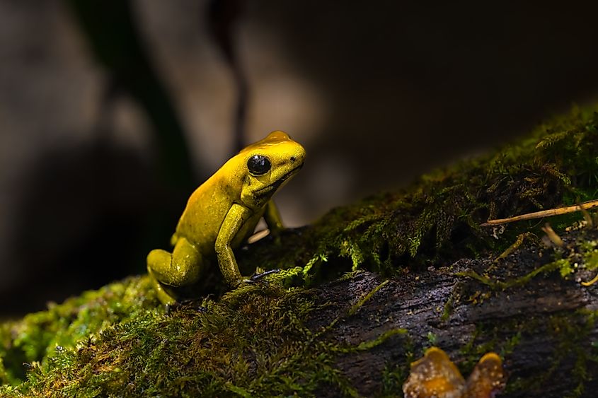 Black-legged poison dart frog, Phyllobates bicolor.