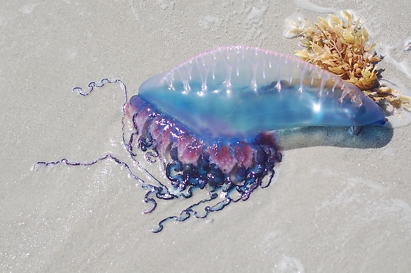 A Portuguese man o' war.