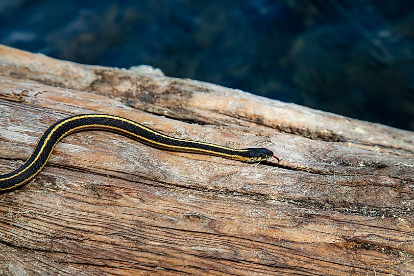 A western garter snake on a log over water.