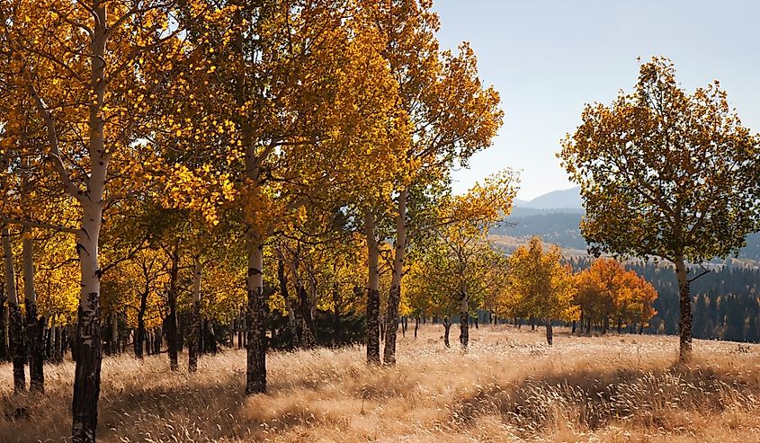 Autumn aspens and brown meadows in Colorado's Mueller State Park.