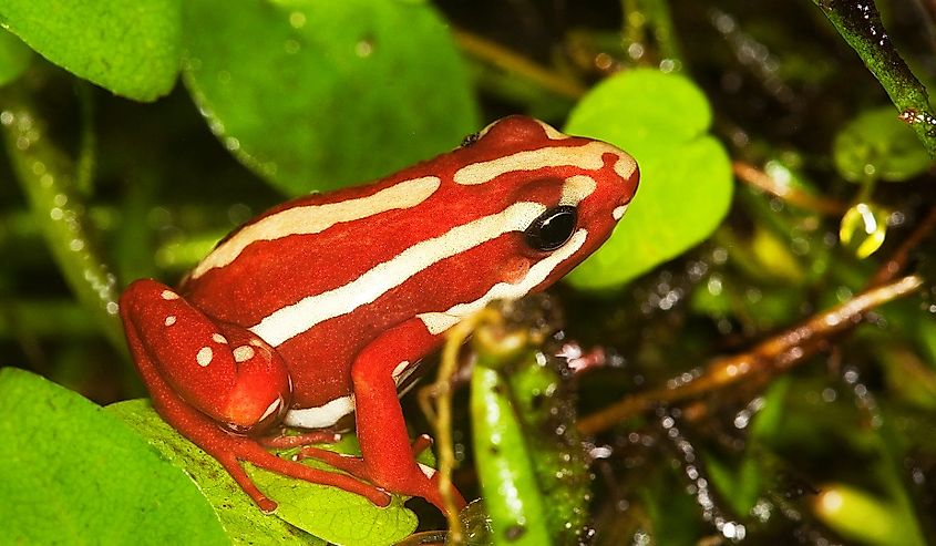 Phantasmal Poison Frog (epipedobates tricolor).
