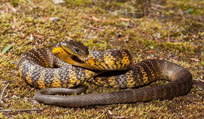 Australian Eastern Tiger Snake in defence stance