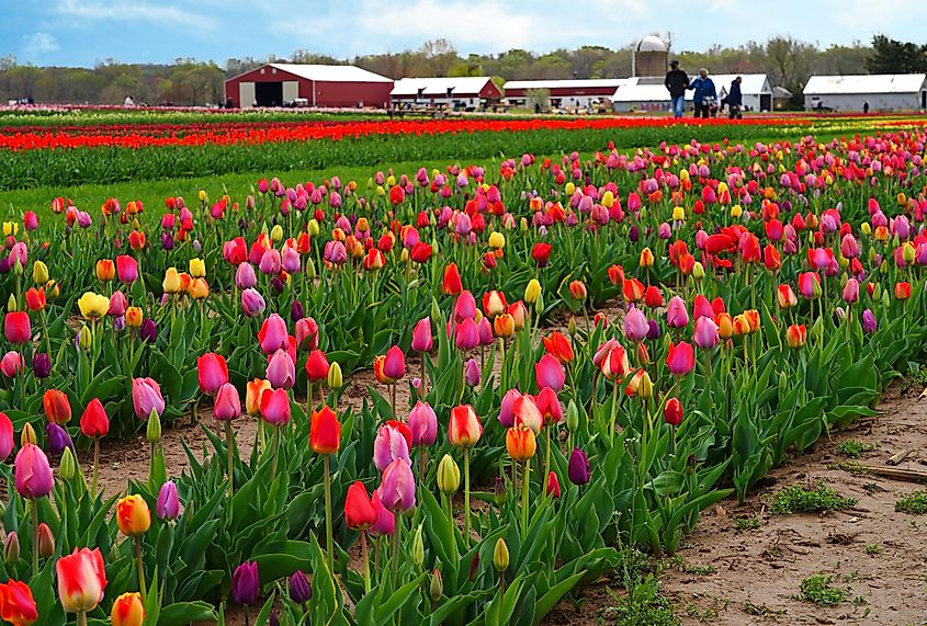 View of a colorful tulip field with flowers in bloom in Cream Ridge, Upper Freehold, New Jersey