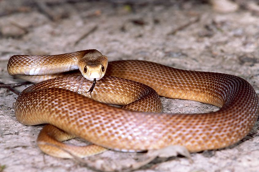 Coastal Taipan with tongue flicking