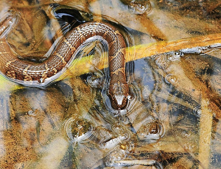 Northern water snake.