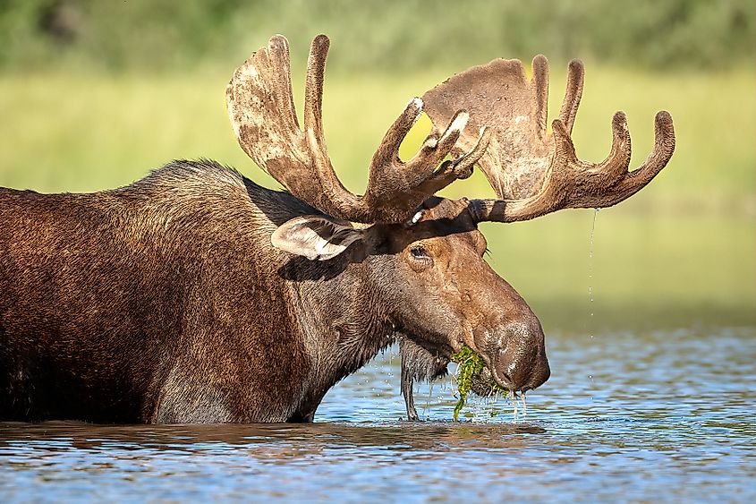 A bull moose feeding on aquatic plants.