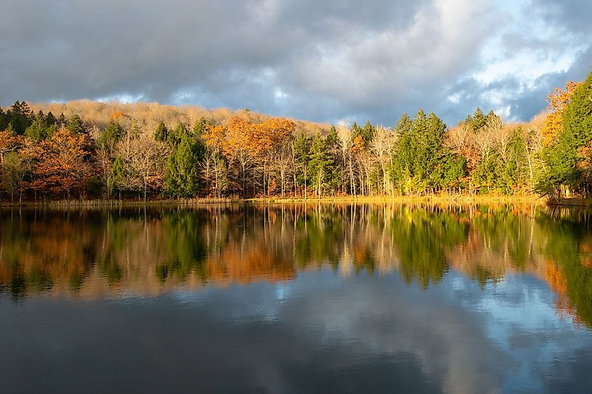  The Pogue in Marsh-Billings-Rockefeller National Historic Park