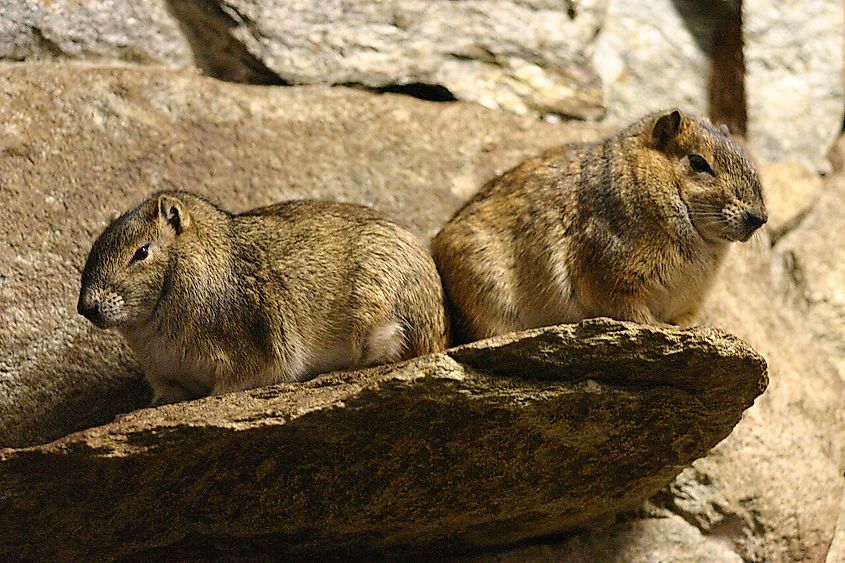 Rock cavy