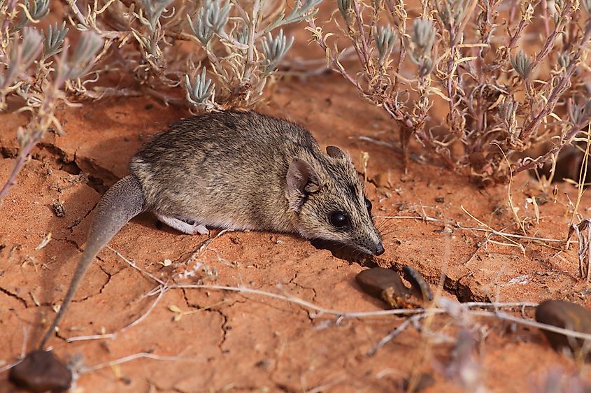 A Stripe-faced Dunnart, a small carnivorous marsupial, in outback Australia's desert.