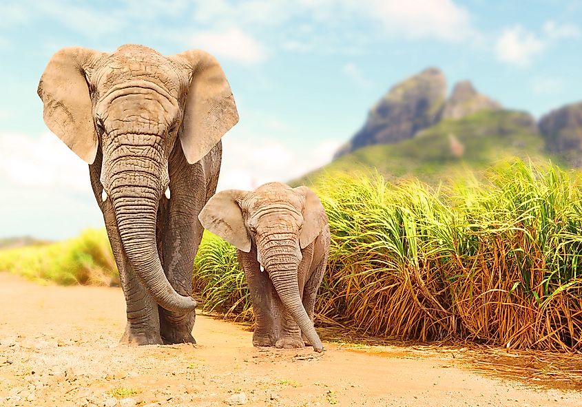 African Bush Elephants