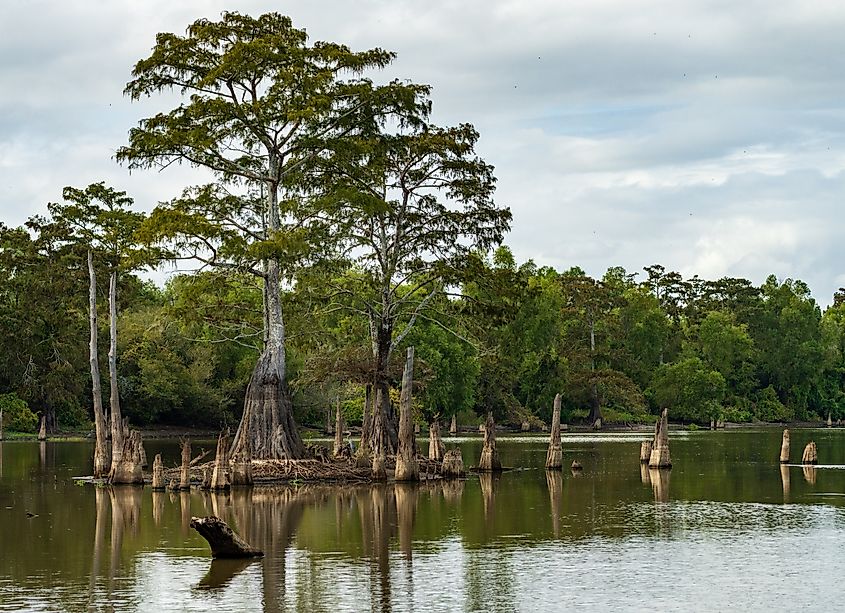 Large bald cypress trees in the Atchafalaya Basin near Baton Rouge, Louisiana.