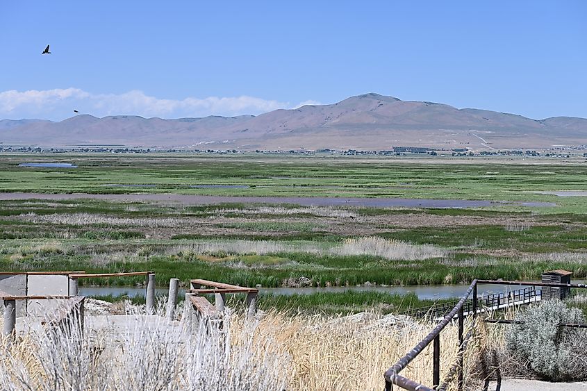 Bear River Migratory Bird Refuge near Tremonton, Utah