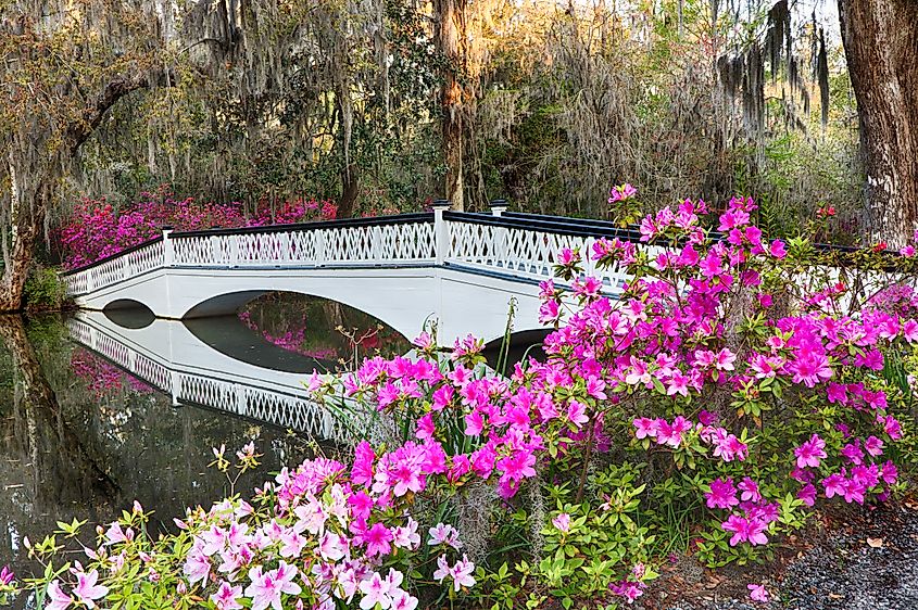 White bridge with azaleas at the Magnolia Plantation in Charleston