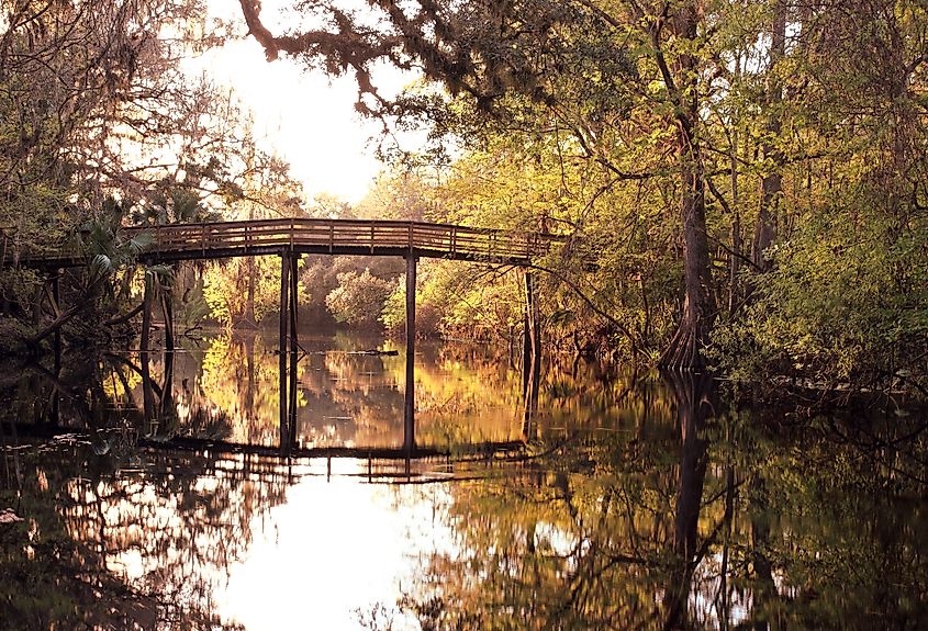 The landscape of Hillsborough River State Park in Florida.