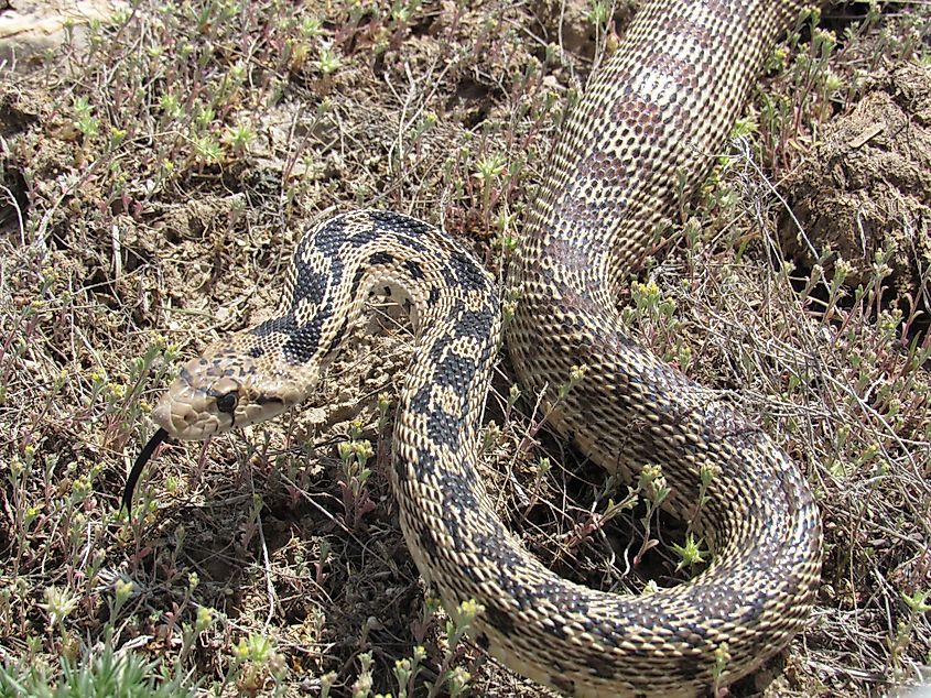 A bull snake in Nevada