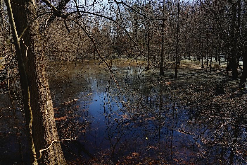View of Wheeler National Wildlife Refuge near Decatur in Alabama.