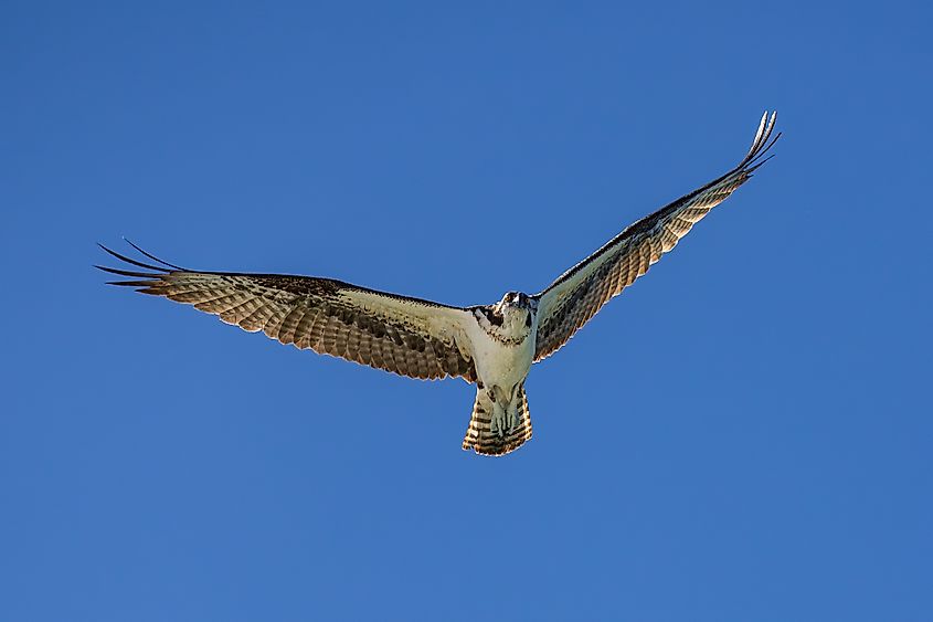 Osprey in flight