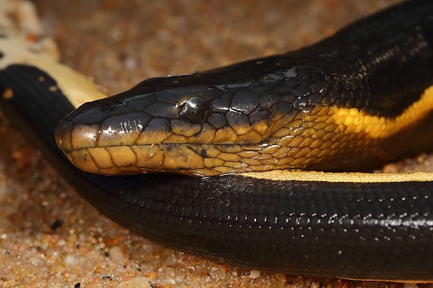 Yellow-bellied sea snake