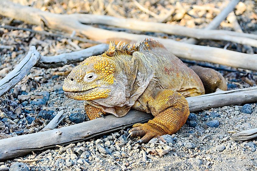 The World's Most Stunningly Yellow Animals - WorldAtlas