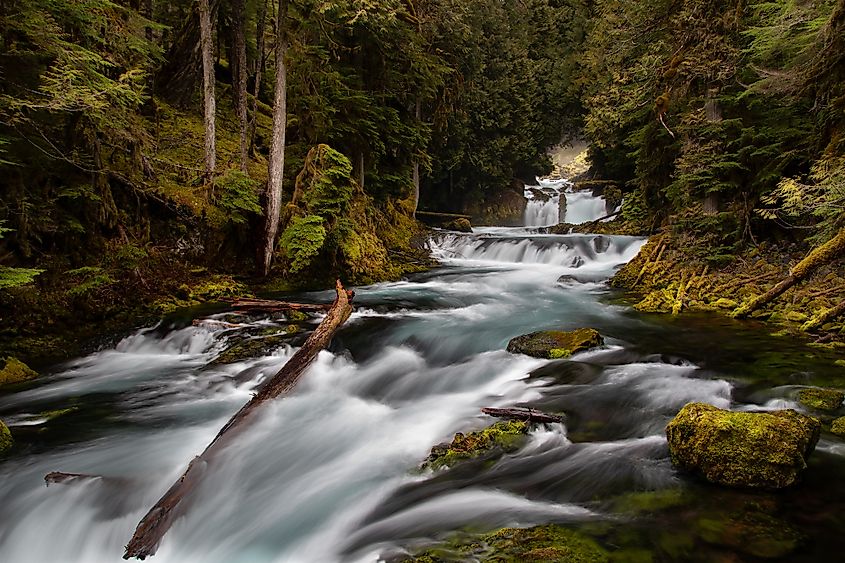 McKenzie River flowing through the forest near Mackenzie Bridge, Oregon.