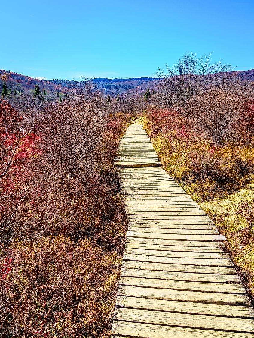 Boarwalk on the Graveyard Fields Loop Trail near Blue Ridge Parkway in North Carolina.